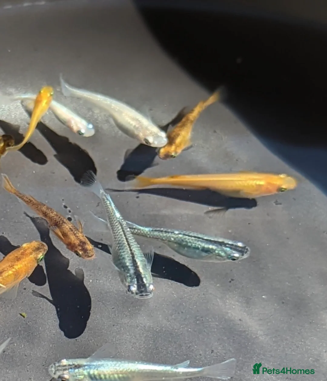Ricefish fish for sale: Medaka Ricefish for sale, fish or eggs. - Advert 1