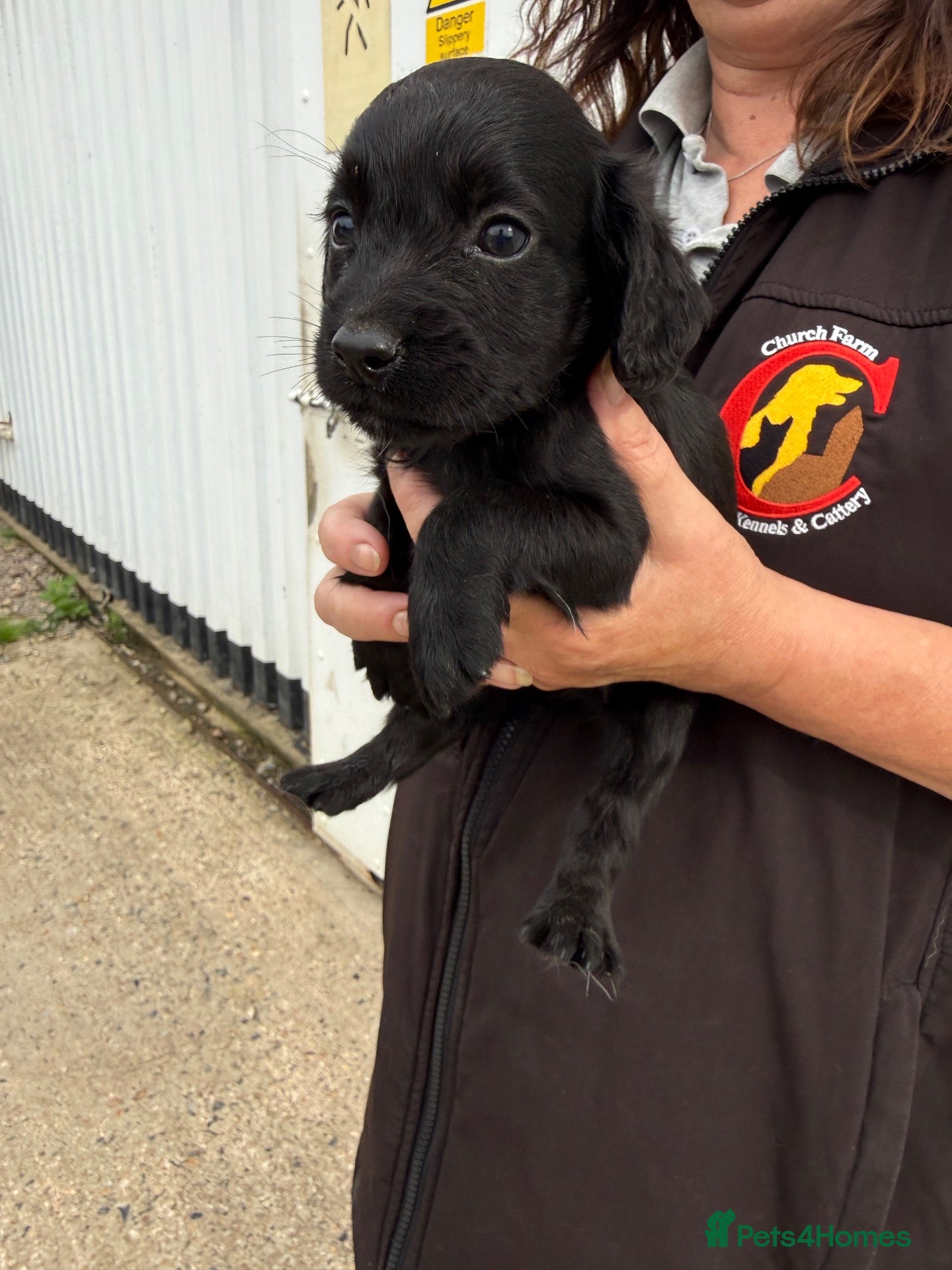 Mixed Breed dogs Aussie x Cocker “Auckers” Puppies - Advert 1