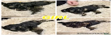 Mixed Breed 2