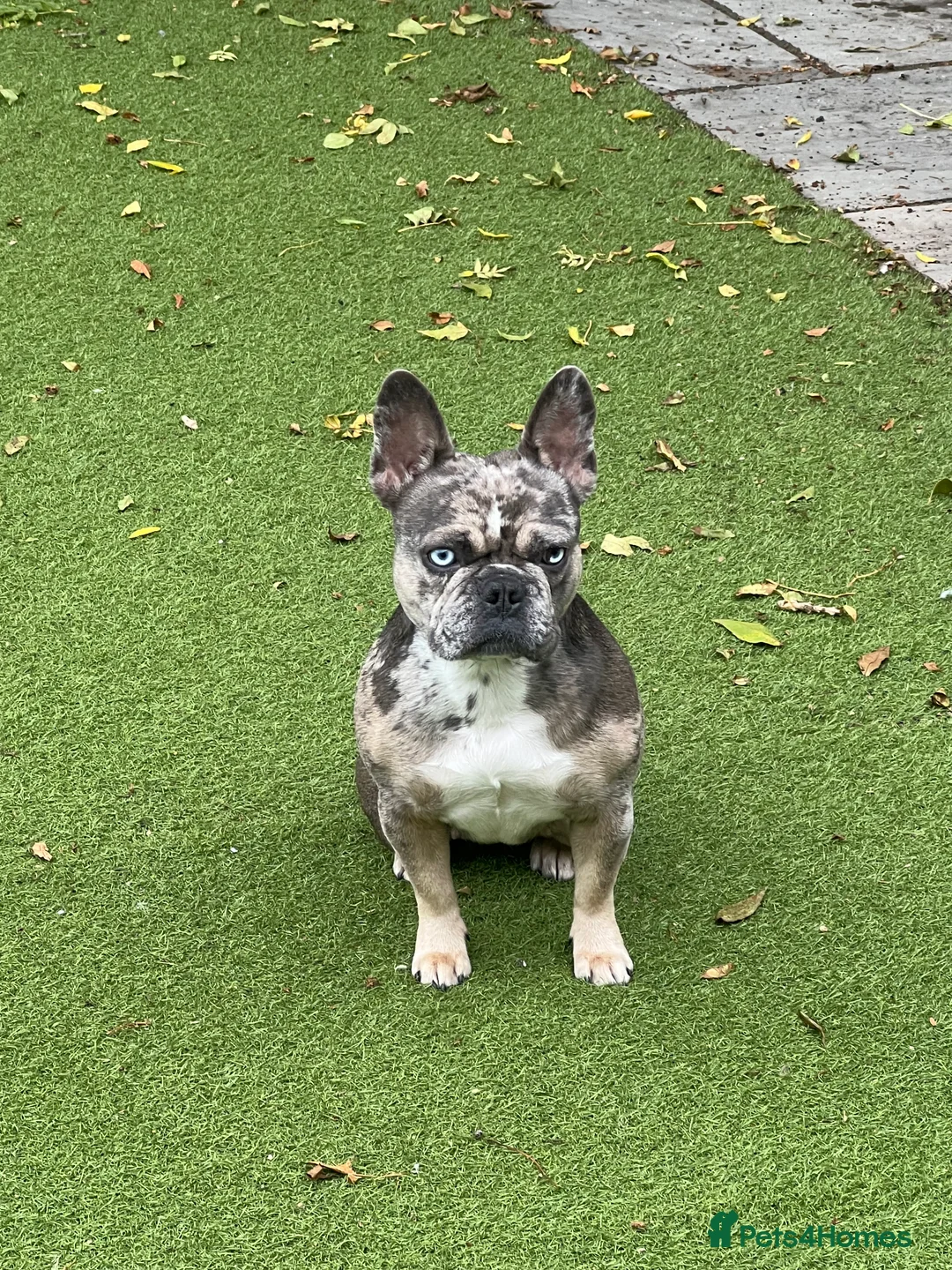 French Bulldog dogs for sale: French bulldogs  - Advert 14