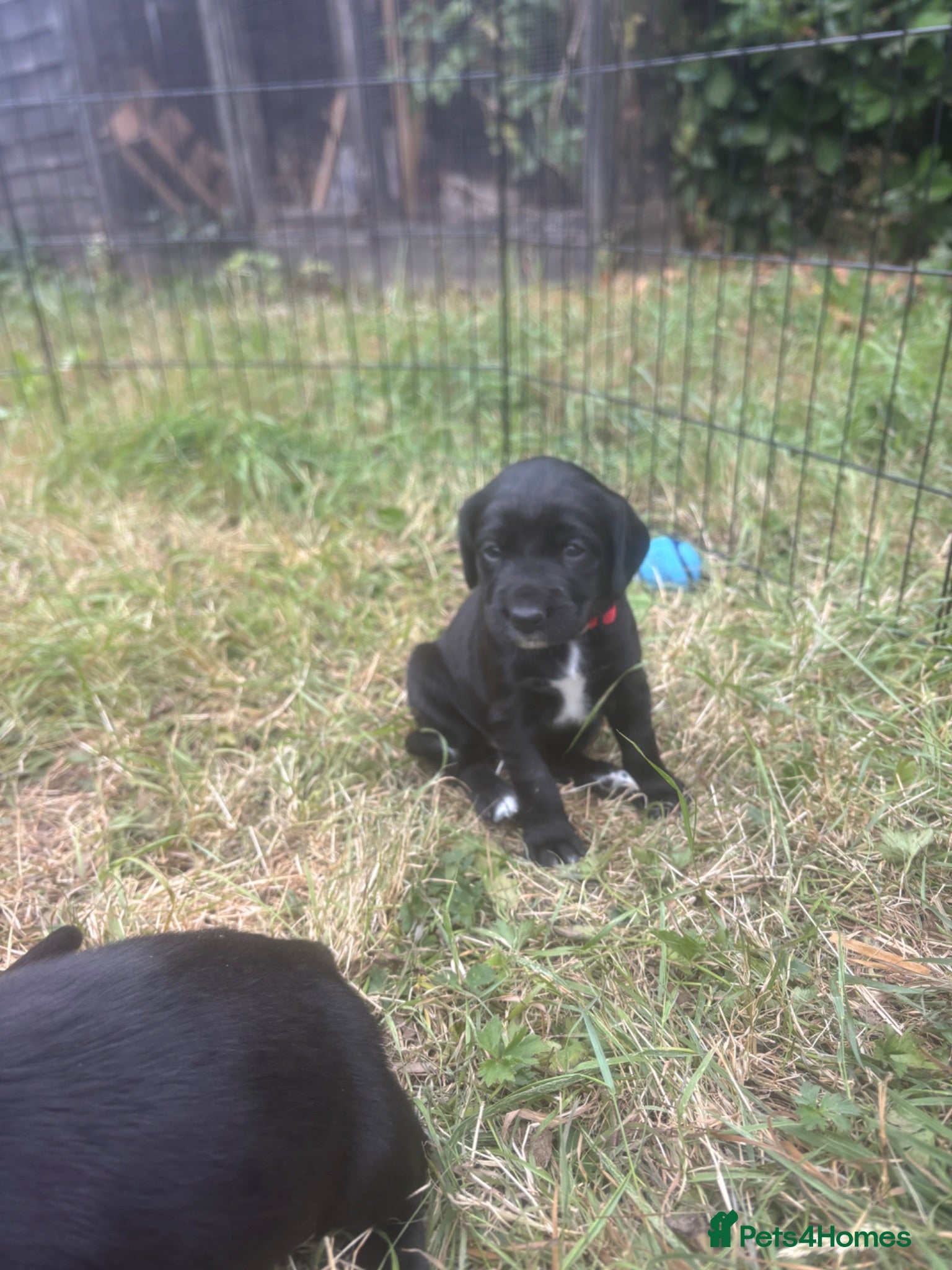 Mixed Breed dogs Springador pups - Advert 1