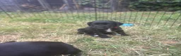 Mixed Breed dogs for sale: Springador pups - Advert 1