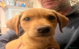 Labrador Retriever dogs for sale: Beautiful Labrador pup looking for home - Image 1