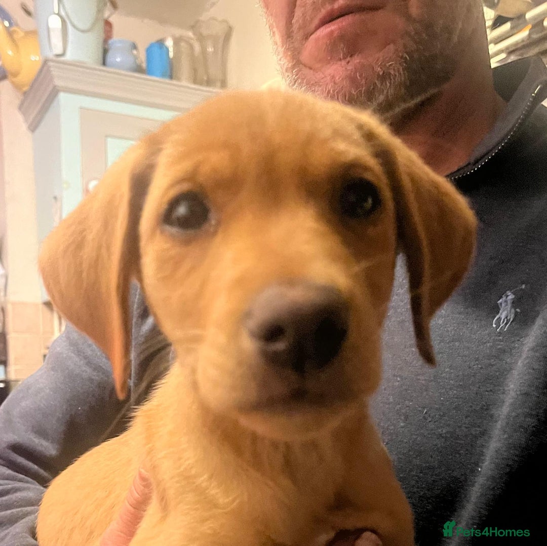 Labrador Retriever dogs for sale: Beautiful Labrador pup looking for home - Image 1