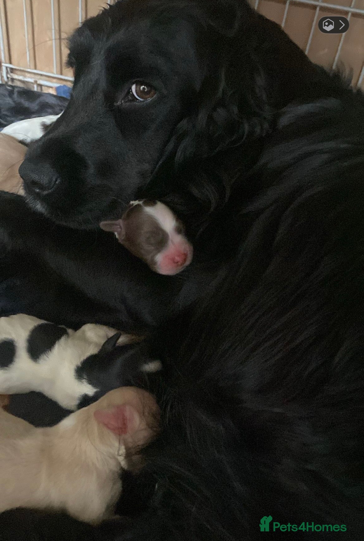 Mixed Breed dogs Golden Cocker - Advert 9