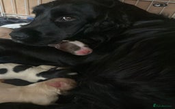 Mixed Breed dogs for sale: Golden Cocker - Image 1