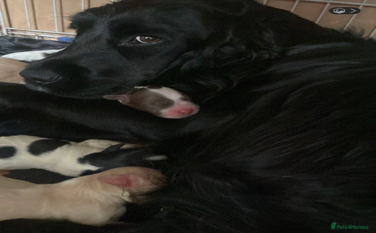 Mixed Breed dogs - Advert 8