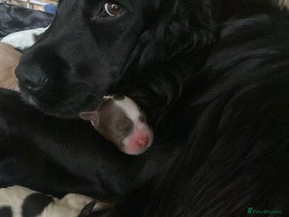 Mixed Breed dogs Golden Cocker - Advert 3