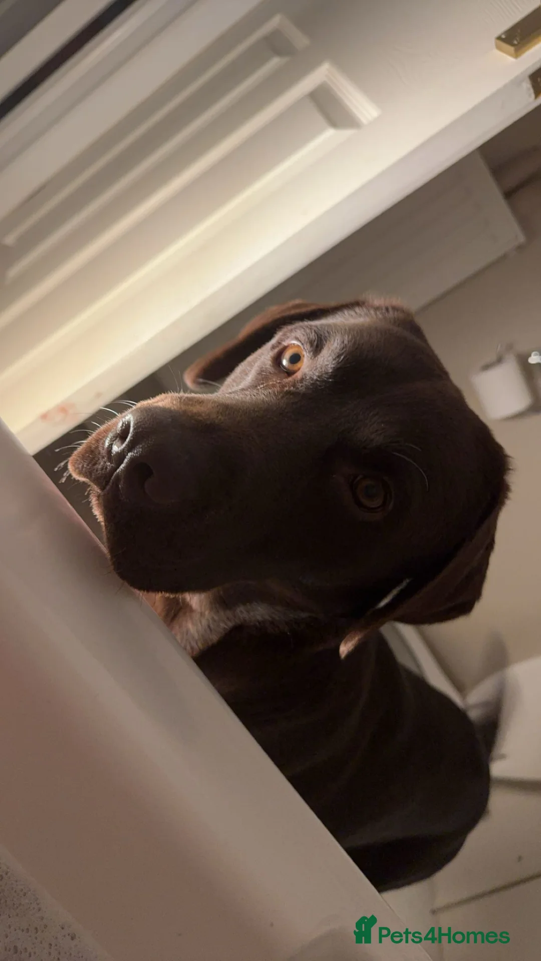 Labrador Retriever dogs for sale: Brown Labrador  in Caernarfon - Advert 2