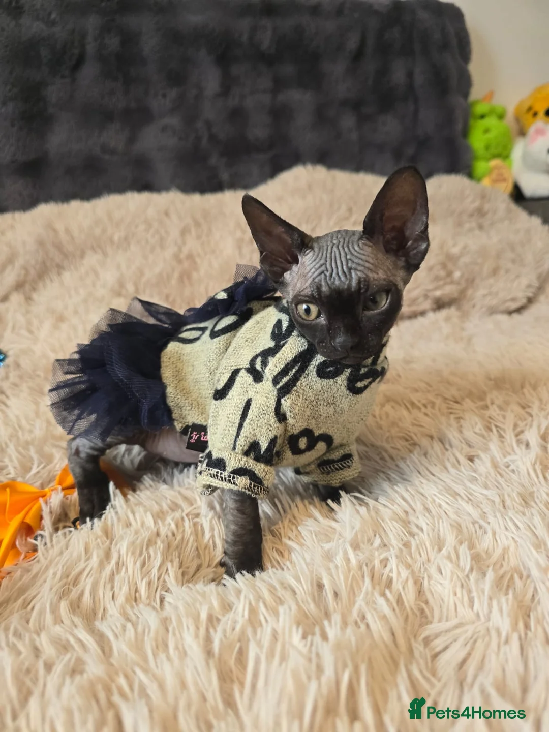 Sphynx cats for sale: Little princess  - Advert 1