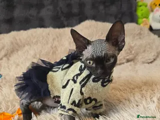 Sphynx cats Fully vaccinated health checked kittens - Advert 16
