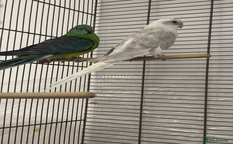 Conures birds - Advert 12