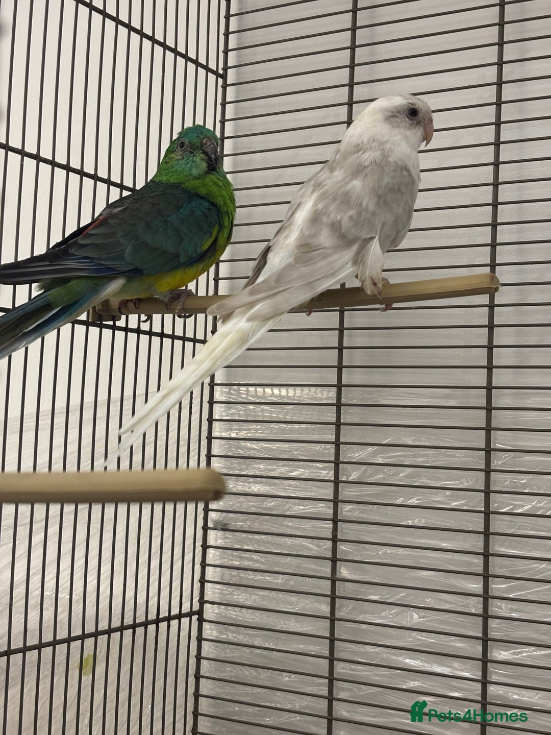 Conures birds for sale: TURQOISE PARROT / PERLY WHITE - Image 1