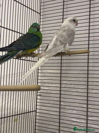 Conures birds - Advert 10