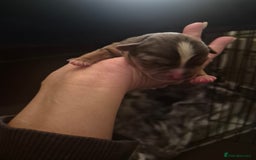 Yorkshire Terrier dogs for sale: Miniature yorkshire puppies - Image 2