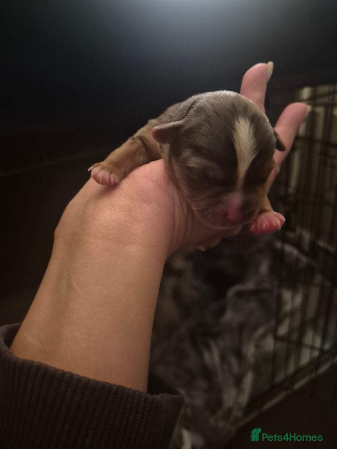 Yorkshire Terrier dogs for sale: Miniature yorkshire puppies - Image 2