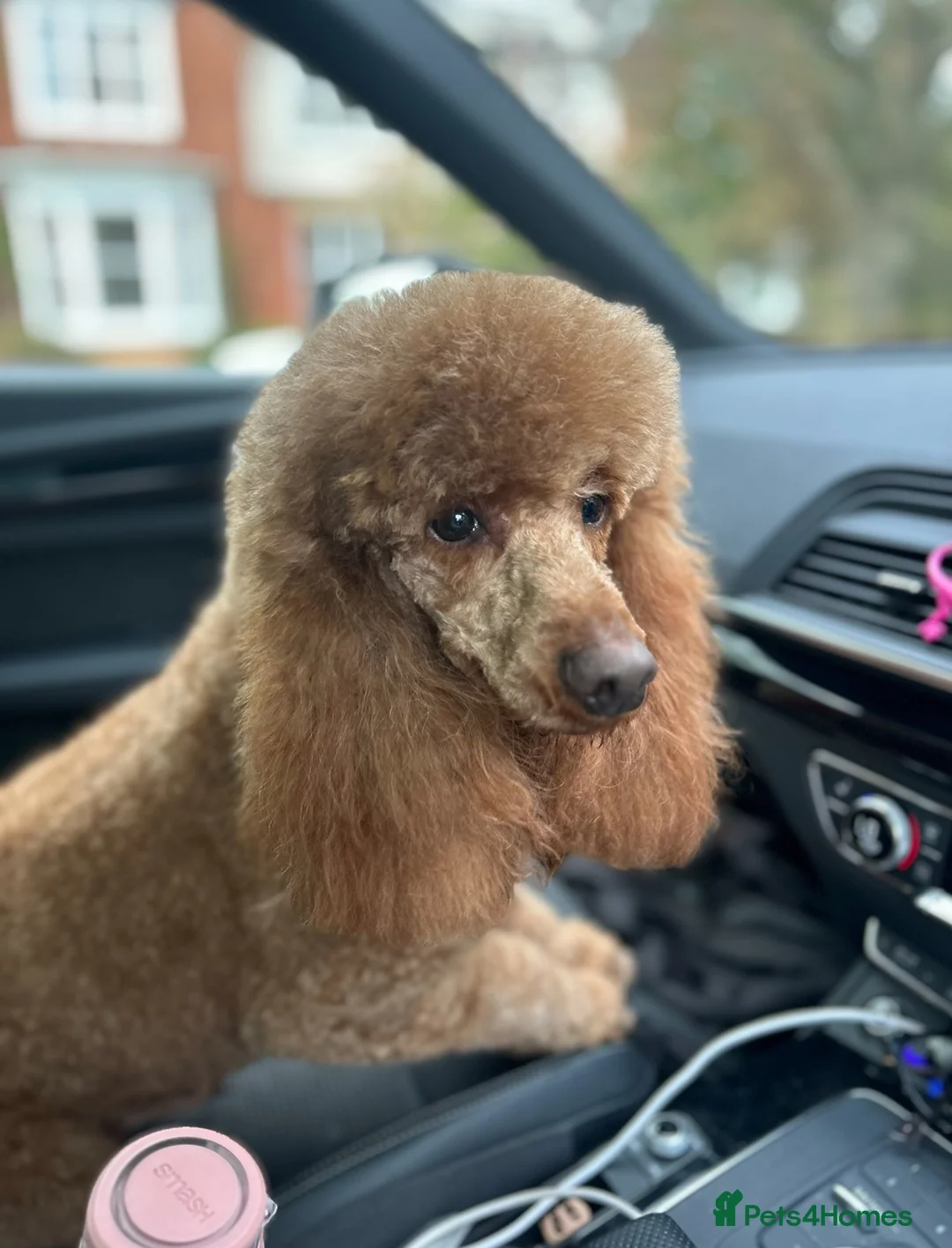 Miniature Poodle dogs for stud: STUD Dark Red Miniature Poodle - Advert 1