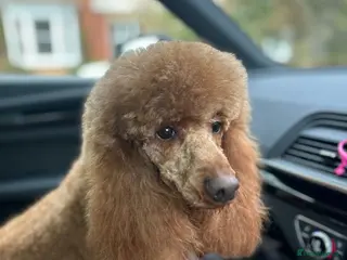 Miniature Poodle dogs STUD Dark Red Miniature Poodle - Advert 5