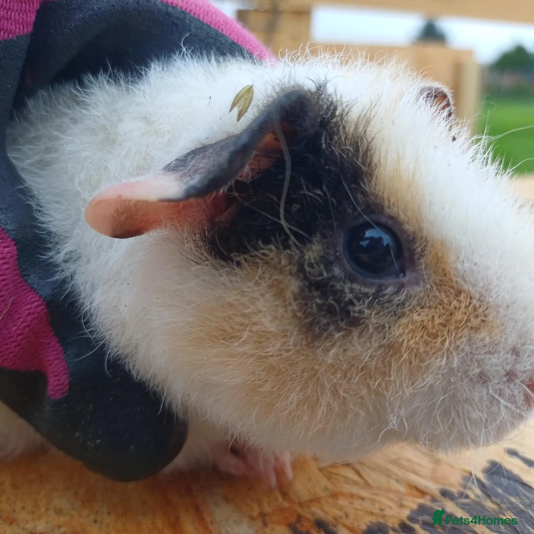 Guinea Pig rodents for sale: Baby boy guinea pigs  available soon - Advert 1