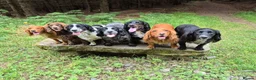 Cocker Spaniel dogs for sale: Two beautiful male pups available  - Advert 6