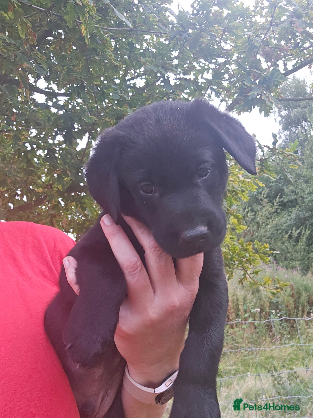 Labrador Retriever dogs for sale: KC Reg Labrador Puppies  - Image 15