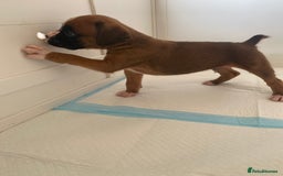 Boxer dogs for sale: Stunning Bob and long tail litter - Image 15