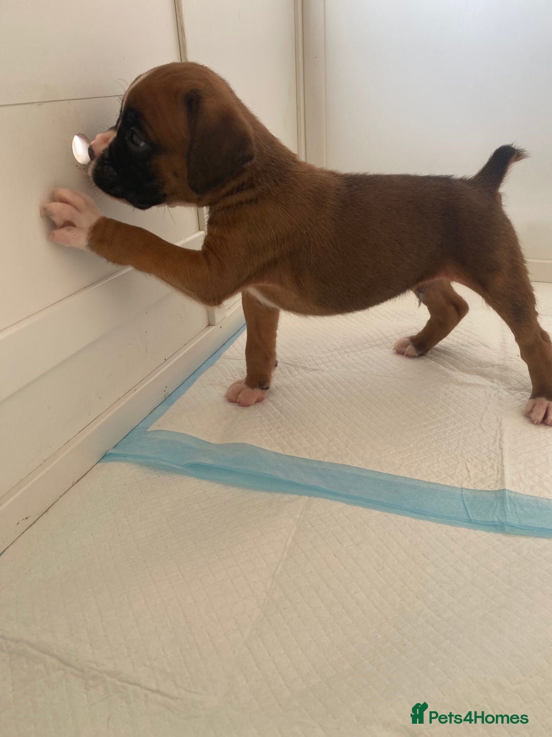 Boxer dogs for sale: Stunning Bob and long tail litter - Image 15