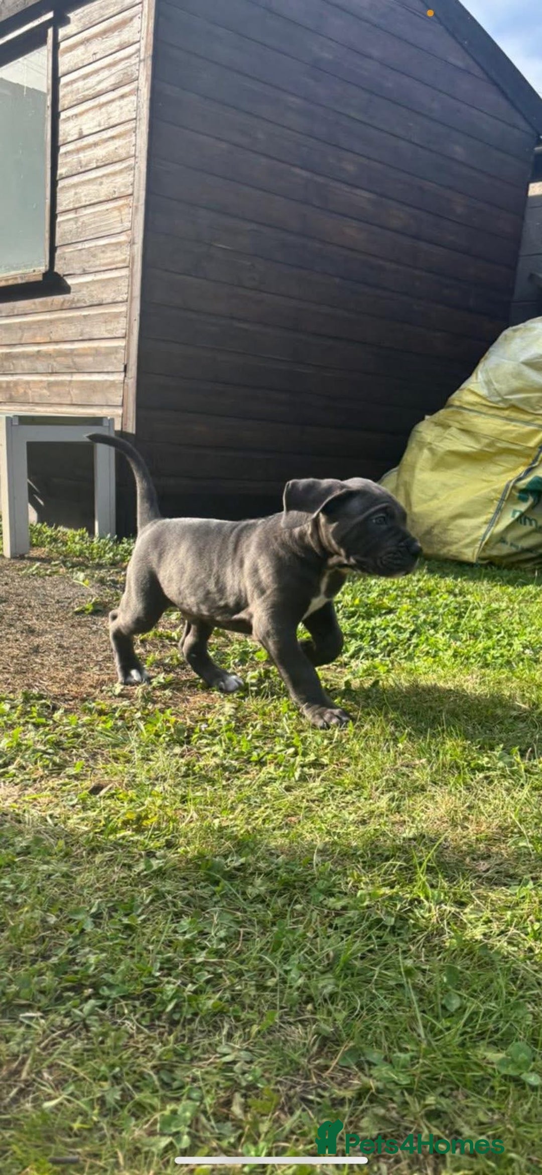 Cane Corso dogs for sale: Cane corso puppies looking for their forever homes - Image 16