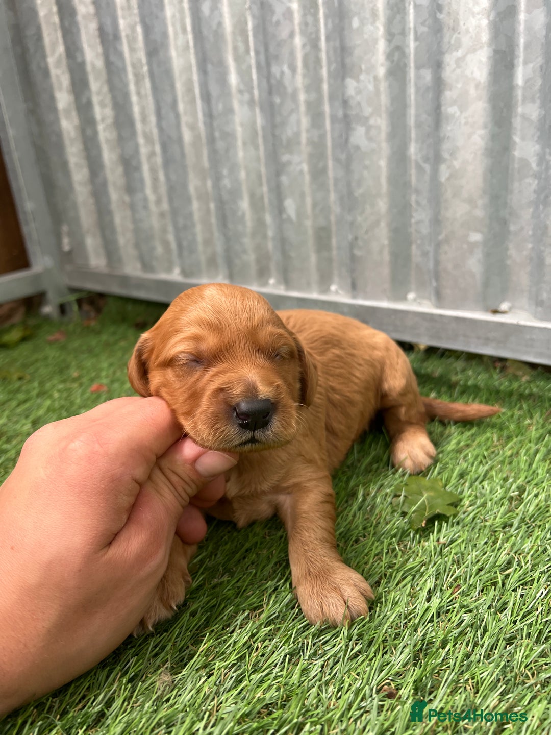 Mini Goldendoodle dogs for sale: Mini GoldenDoodle Puppies - Image 14