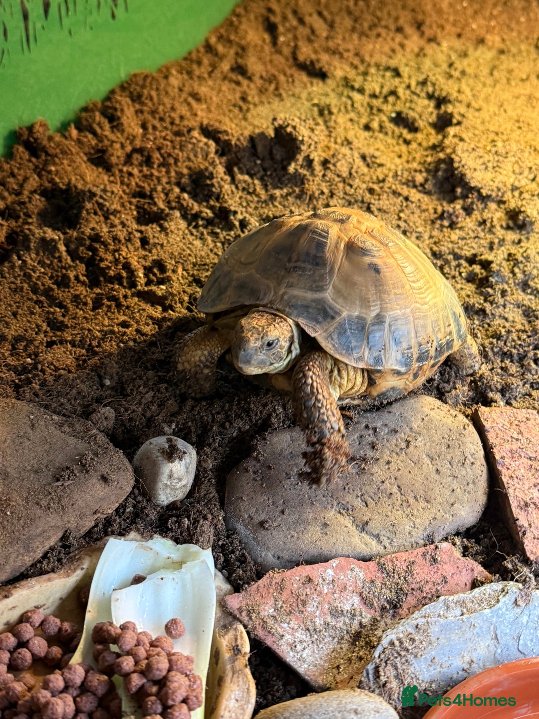 Tortoise reptiles for sale: Horsefield Tortoise for sale - Advert 3