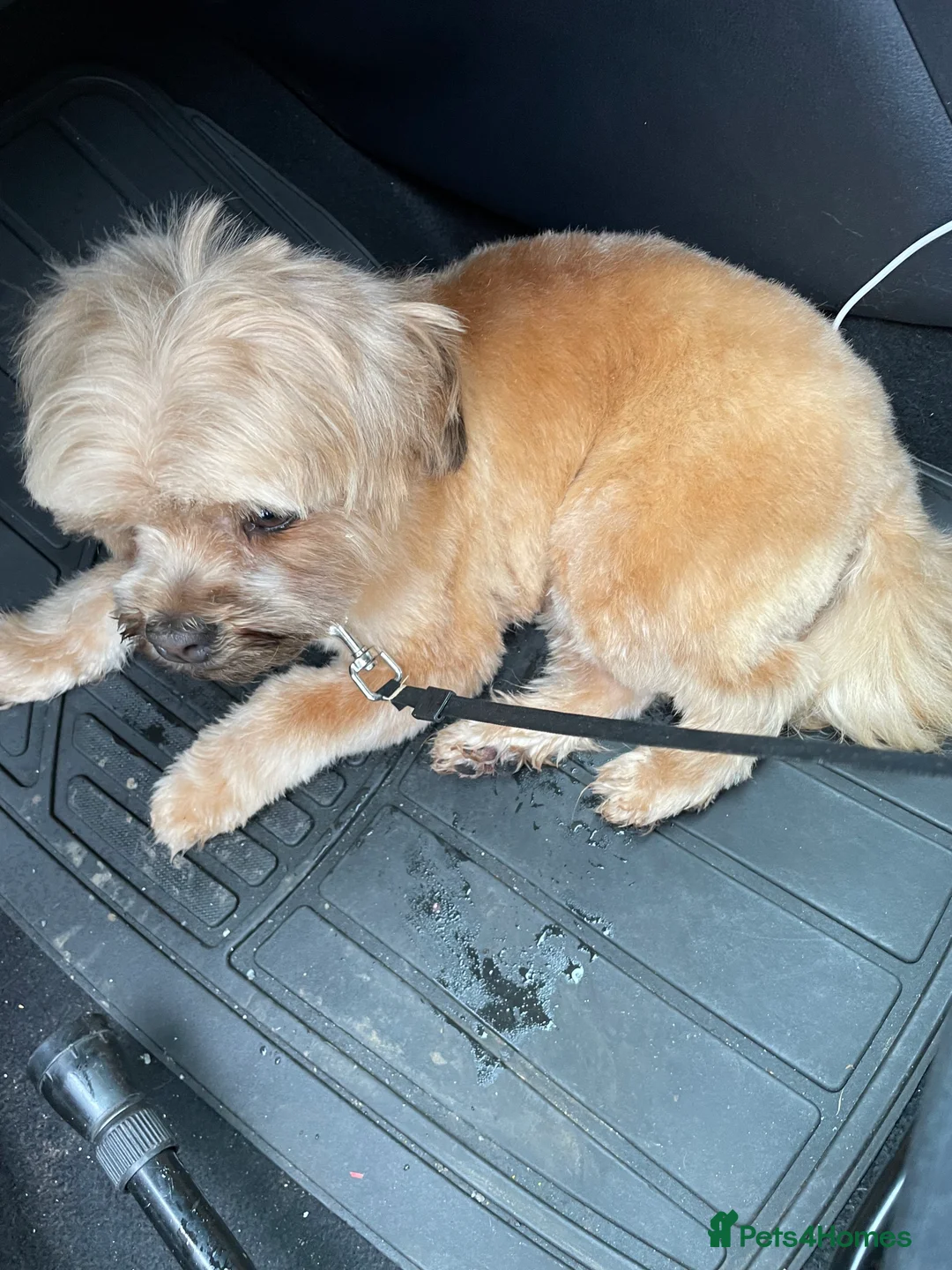 Lhasapoo dogs for sale: Maisy  - Advert 1