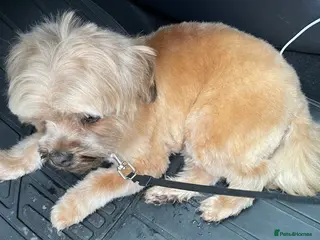 Lhasapoo dogs Maisy - Advert 1