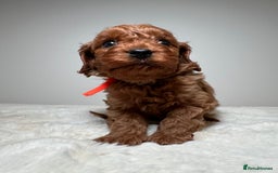 Cavapoo dogs for sale: F1 Cavapoo puppies.  - Image 24