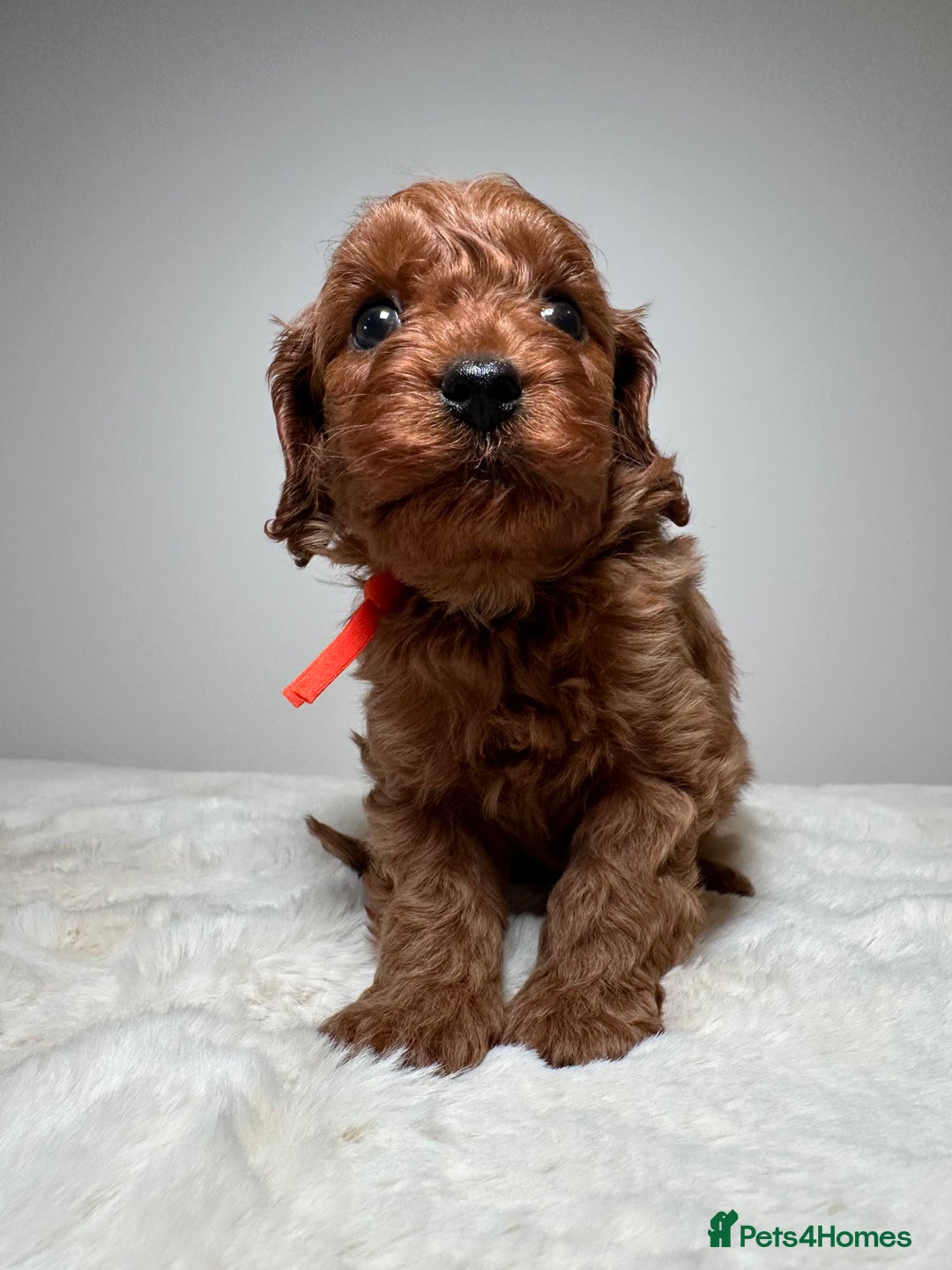 Cavapoo dogs for sale: F1 Cavapoo puppies.  - Image 24