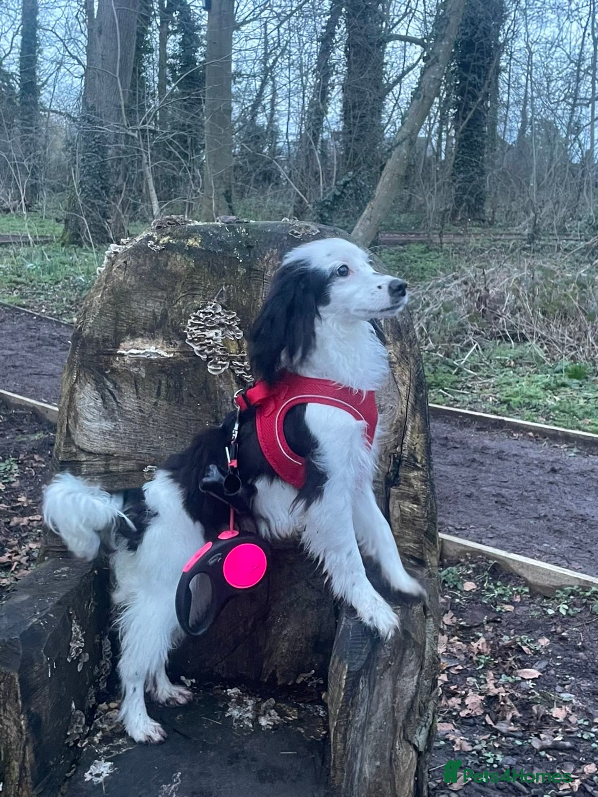 Cockapoo dogs Female Cockapoo 9 months old - Advert 7