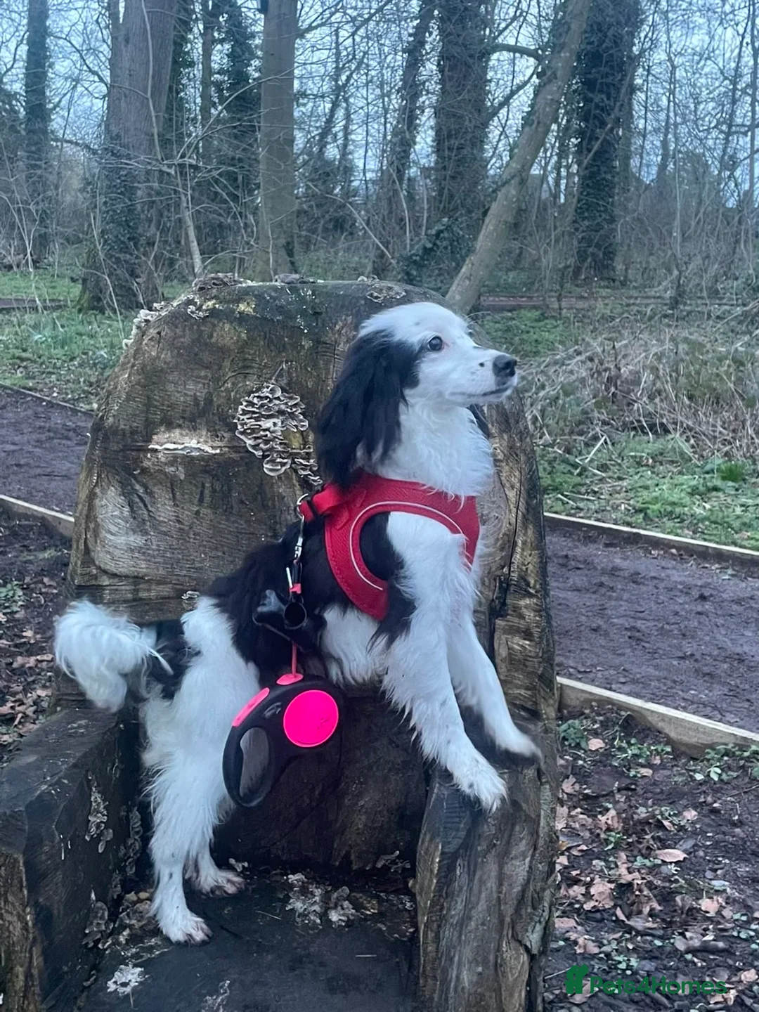 Cockapoo dogs for sale: Female Cockapoo 9 months old - Advert 1