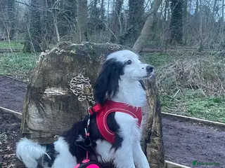 Cockapoo dogs Female Cockapoo 9 months old - Advert 7