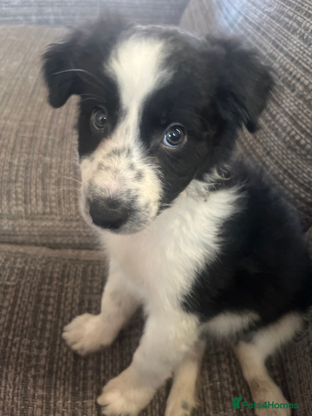 Border Collie dogs for sale: Border collie pup all white girl. - Image 4