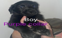 Mixed Breed dogs for sale: YOUR NEW BEST FRIEND IS WAITING!  - Image 10