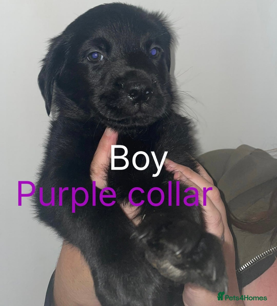 Mixed Breed dogs for sale: YOUR NEW BEST FRIEND IS WAITING!  - Image 10