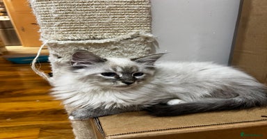 Ragdoll cats - Advert 14