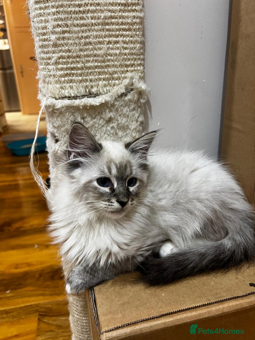 Ragdoll cats for sale: GCCF Registered Kittens - Image 3
