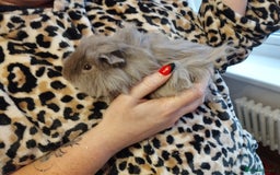 Guinea Pig rodents for sale: 2 young guinea pig girls and cage etc  - Advert 2