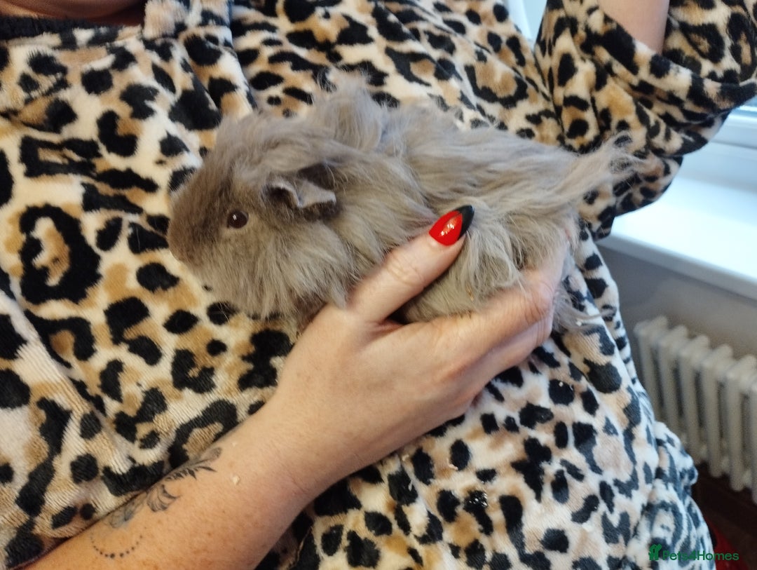 Guinea Pig rodents for sale: 2 young guinea pig girls and cage etc  - Advert 2