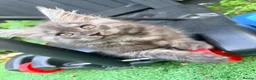Maine Coon cats for sale: Beautiful Maine Coon Ready for Their Forever Homes - Advert 8