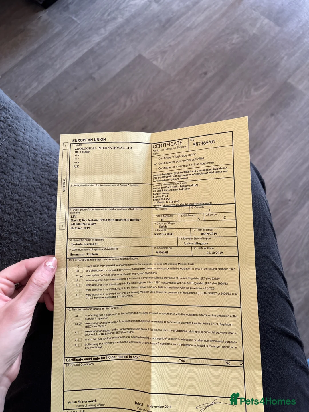 Hermann Tortoise reptiles for sale: Herman Male Tortoise - Advert 3