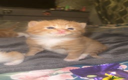 Domestic Shorthair cats for sale: Beautiful kittens - Image 8