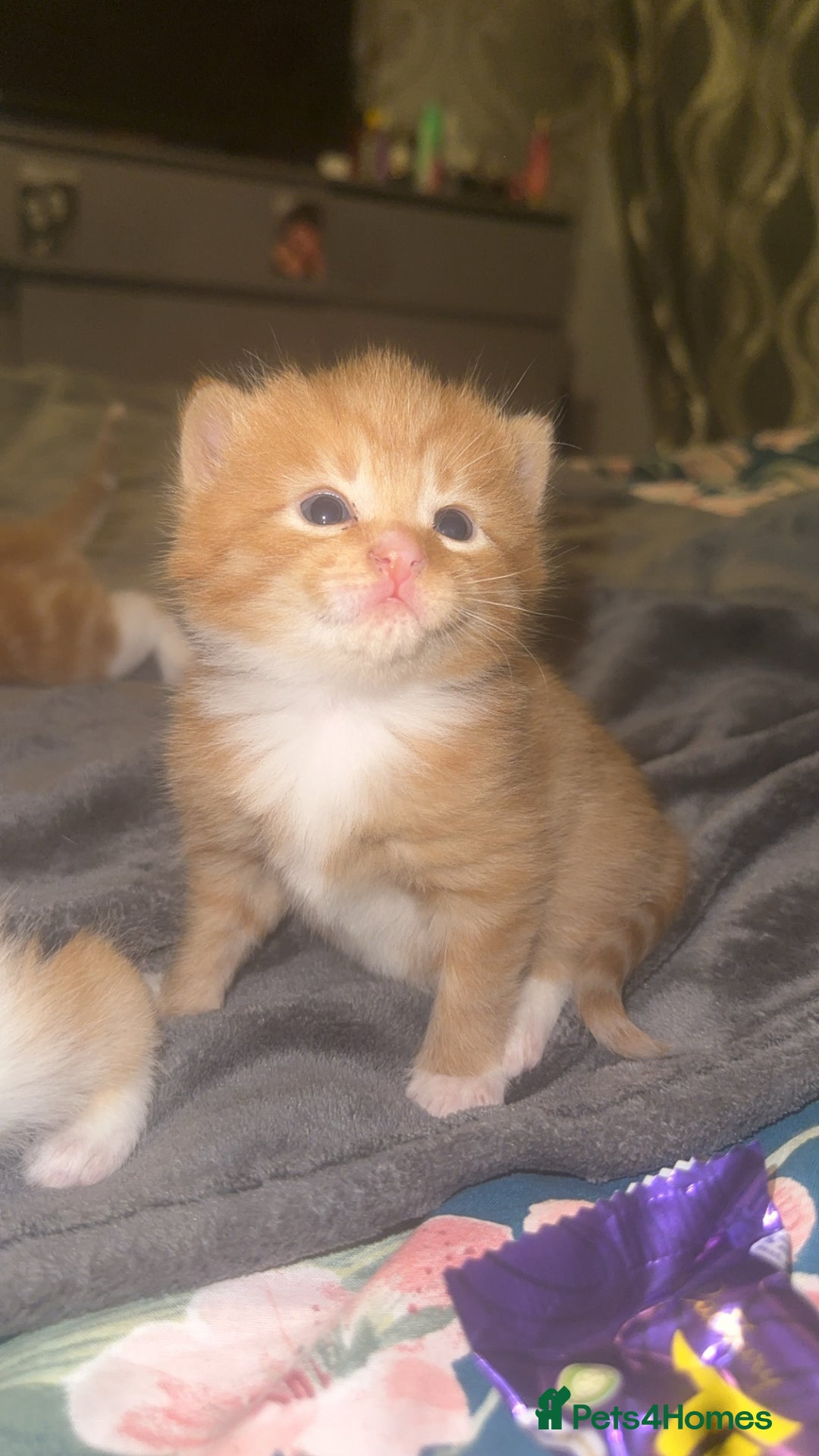 Domestic Shorthair cats for sale: Beautiful kittens - Image 8
