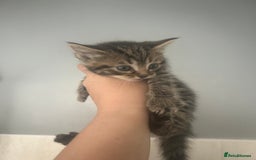 Mixed Breed cats for sale: 5 lovely playful kittens available  - Image 13