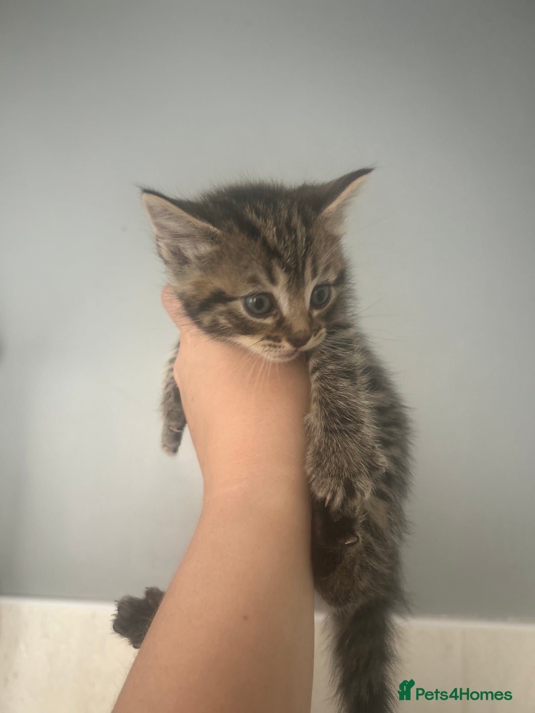 Mixed Breed cats for sale: 5 lovely playful kittens available  - Image 13